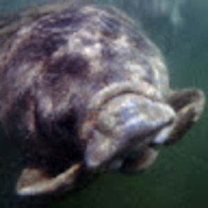 Meet your Posher, Anne